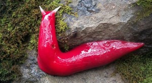 Giant-Fluorescent-Pink-Slugs-Discovered-in-Australia